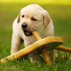 Secret To Tame Your Naughty Little Puppy